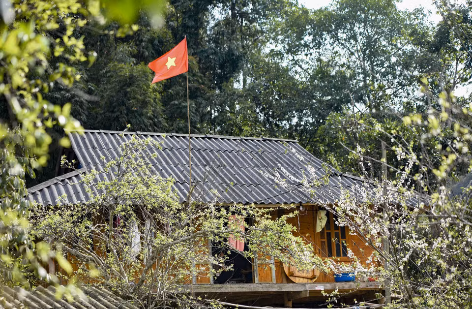 Hoa mận bung nở bên những nếp nhà sàn của người dân tộc Thái ở Phiêng Ban. (Ảnh: Xuân Tư/TTXVN)