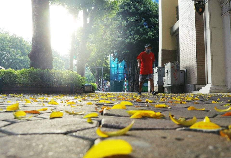Lá sấu rụng trên phố Hai Bà Trưng, Hoàn Kiếm. (Ảnh: Lâm Khánh/TTXVN)