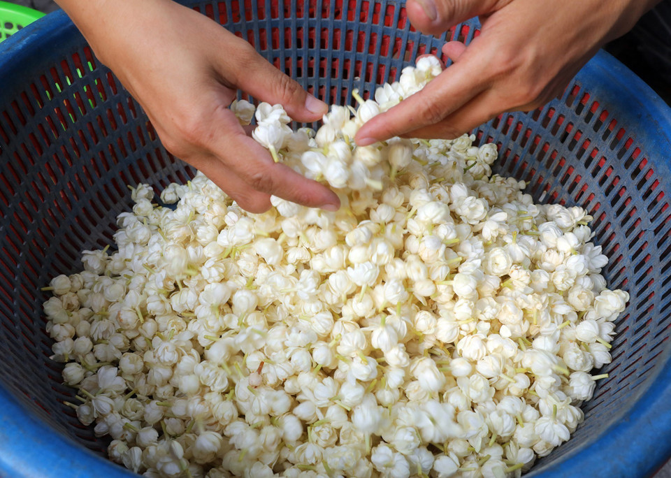 Du khách có thể mua hoa nhài trên các sạp hàng vỉa hè Hà Nội. (Ảnh: Lâm Khánh/TTXVN)