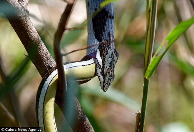 Phần thắng thuộc về con rắn roi. (Nguồn: Caters News Agency)