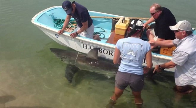 Con cá mập được kéo trở về biển. (Nguồn: Daily Mail)