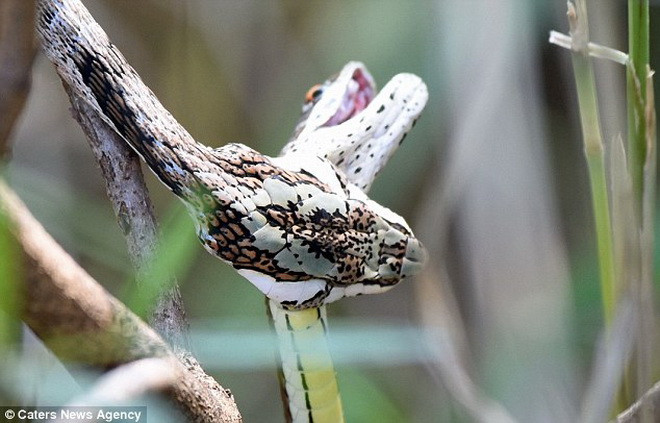 Cuộc chiến diễn ra giữa một con rắn cát và một con rắn roi. (Nguồn: Caters News Agency)