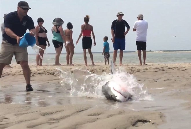 Lực lượng cứu hộ đã phải tưới nước lên con cá mập để nó không bị chết. (Nguồn: Daily Mail)