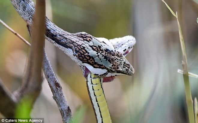 Phần thắng thuộc về con rắn roi. (Nguồn: Caters News Agency)