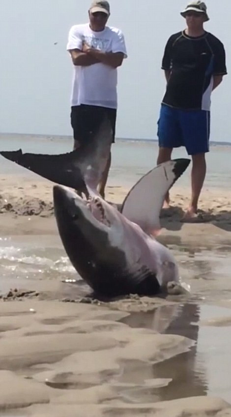 Con cá mập trắng dài khoảng 2,1m. (Nguồn: Daily Mail)