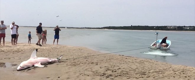 Con cá mập được kéo trở về biển. (Nguồn: Daily Mail)