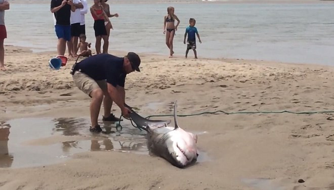 Sau đó, họ buộc dây vào người con cá mập và sử dụng ca nô kéo nó trở về biển. (Nguồn: Daily Mail)