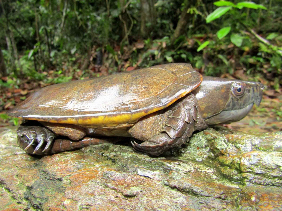 Loài rùa đầu to (Plastysternon megacephalum) được phát hiện tại Khu bảo tồn thiên nhiên Pù Hu, Thanh Hóa. (Ảnh: Nguyễn Nam/TTXVN)