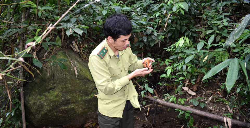 Cán bộ kiểm lâm kiểm tra tốc độ sinh trưởng của Rùa đầu to (Plastysternon megacephalum) mới lớn. (Ảnh: Nguyễn Nam/TTXVN)