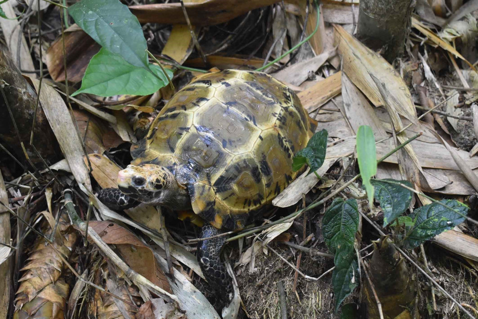 Hình ảnh rùa núi viền (Manouria impressa) có chiều dài mai từ 180-206mm, sống ở những khe rãnh, thung lũng ẩm ướt thuộc Khu bảo tồn thiên nhiên Pù Hu. (Ảnh: Nguyễn Nam/TTXVN)