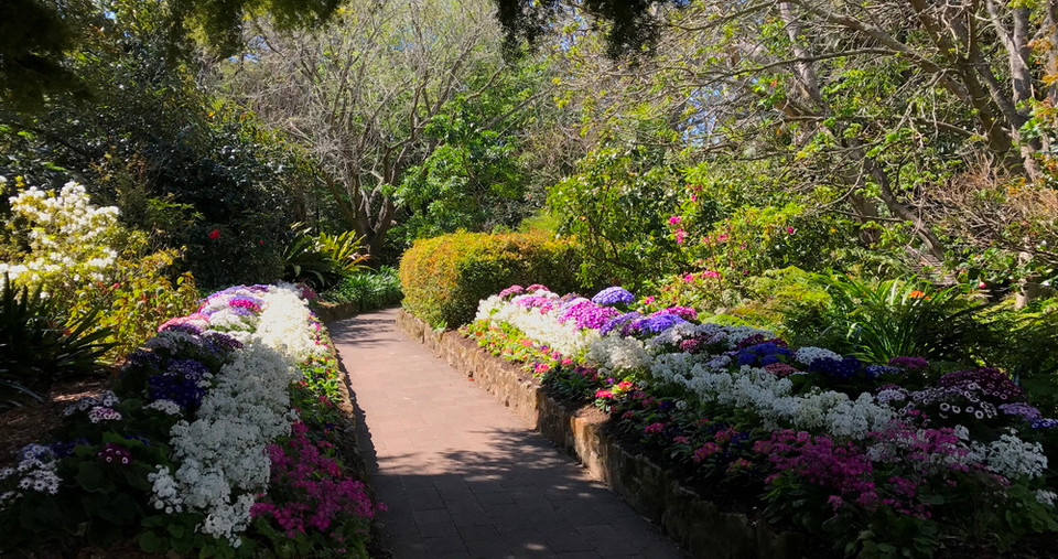 Lặng lẽ giữa không gian bình yên, ấm áp của khu vườn hay ngắm những bông trà, bông mai khoe sắc sẽ là những trải nghiệm tuyệt vời của ngày Xuân nơi đây. (Ảnh: Sao Băng/Vietnam+)