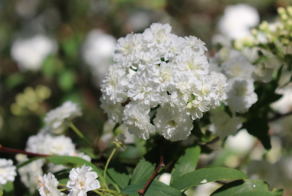 (Ảnh: Sao Băng/Vietnam+)