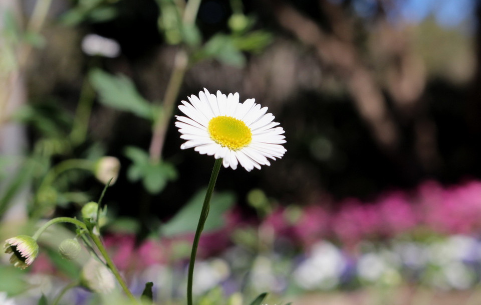 (Ảnh: Sao Băng/Vietnam+)