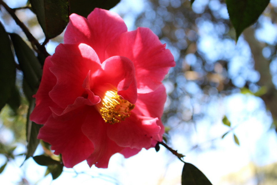 (Ảnh: Sao Băng/Vietnam+)