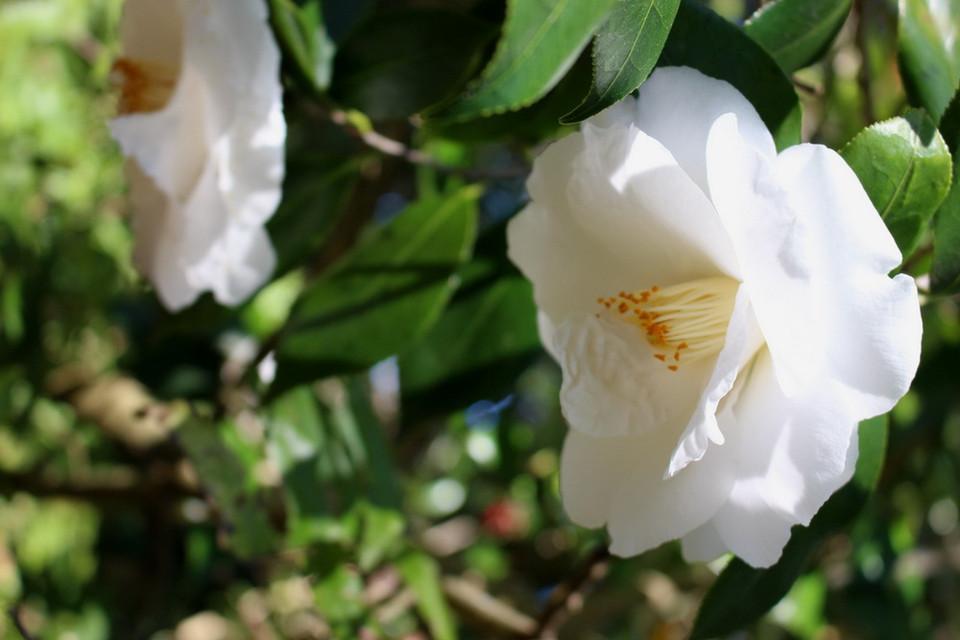 (Ảnh: Sao Băng/Vietnam+)