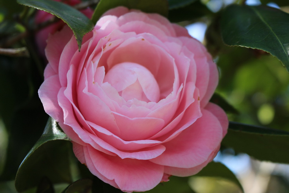 (Ảnh: Sao Băng/Vietnam+)