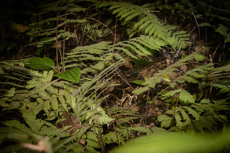 Cá thể trăn hoa trên đường trở về tự nhiên. (Ảnh:Vietnam+)