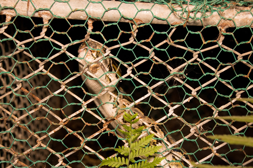 Cá thể trăn trước lúc trở về tự nhiên. (Ảnh:Vietnam+)