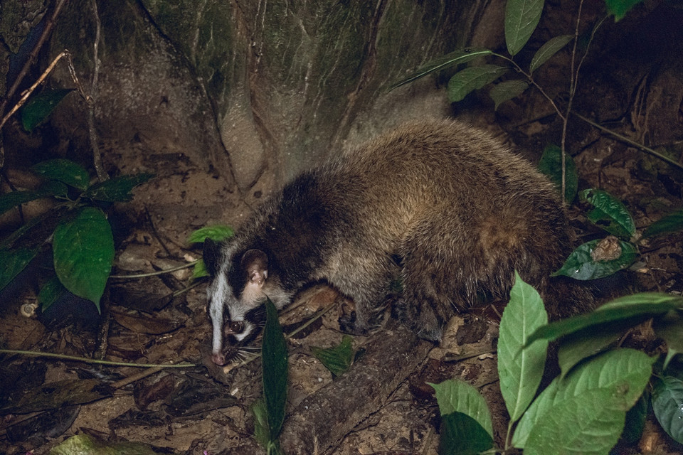 Cá thể cầy hoa trên đường trở về tự nhiên. (Ảnh:Vietnam+)