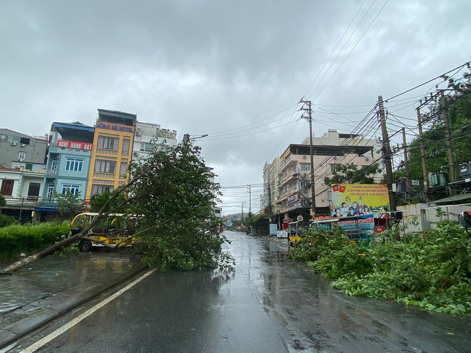 Bão số 2 quật đổ cây tại huyện đảo Cô Tô, Quảng Ninh. (Ảnh: Đức Hiếu/TTXVN)