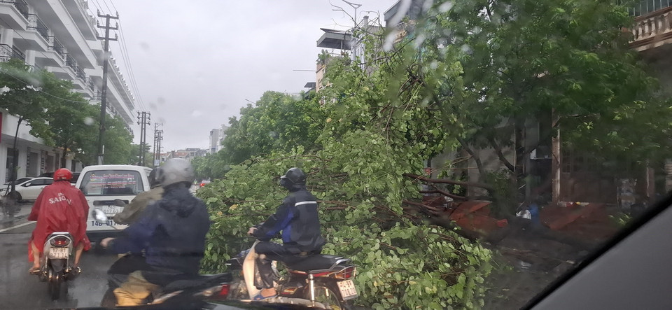 Mưa to kèm gió lớn làm gãy đổ cây xanh tại thành phố Hạ Long, Quảng Ninh. (Ảnh: Đức Hiếu/TTXVN)