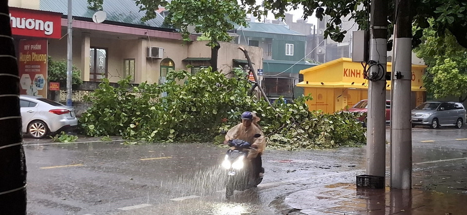Mưa to kèm gió lớn làm gãy đổ cây xanh tại thành phố Hạ Long, Quảng Ninh. (Ảnh: Đức Hiếu/TTXVN)