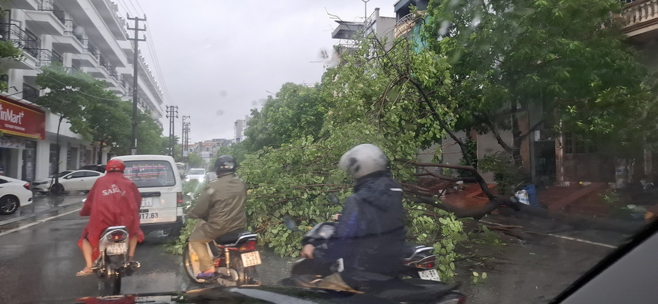 Mưa to kèm gió lớn làm gãy đổ cây xanh tại thành phố Hạ Long, Quảng Ninh. (Ảnh: Đức Hiếu/TTXVN)