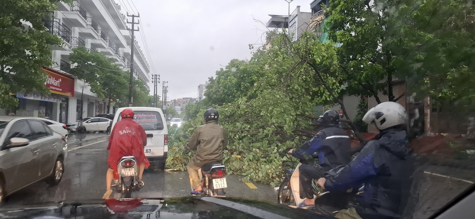 Mưa to kèm gió lớn làm gãy đổ cây xanh tại thành phố Hạ Long, Quảng Ninh. (Ảnh: Đức Hiếu/TTXVN)