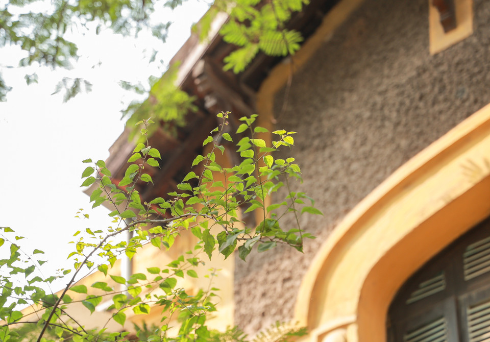 Những chồi non xanh mơn mởn bắt đầu đua nhau mọc, báo hiệu một mùa Xuân rực rỡ sắp đến... (Ảnh: Minh Hiếu/Vietnam+)