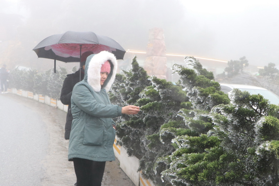 Du khách thích thú khi được tận tay sờ vào cây cối đóng băng. (Ảnh: Nguyễn Oanh/TTXVN)