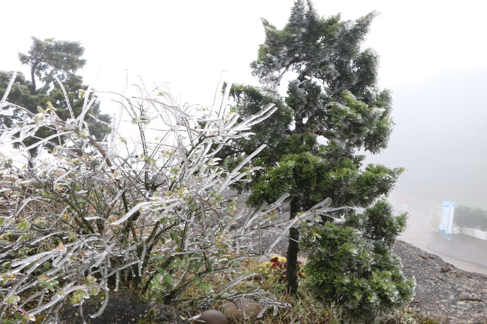 Băng đóng ngày một nhiều trên cành cây, ngọn cỏ. (Ảnh: Nguyễn Oanh/TTXVN)