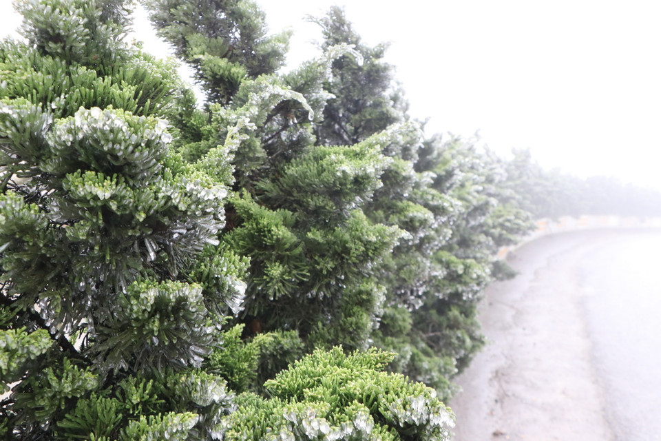 Băng bám dày trên hàng cây ven đường. (Ảnh: Nguyễn Oanh/TTXVN)