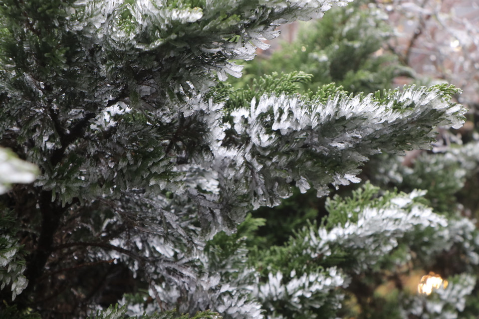 Băng bắt đầu xuất hiện dày đặc tại đỉnh Ô Quý Hồ khi nhiệt độ giảm sâu. (Ảnh: Nguyễn Oanh/TTXVN)