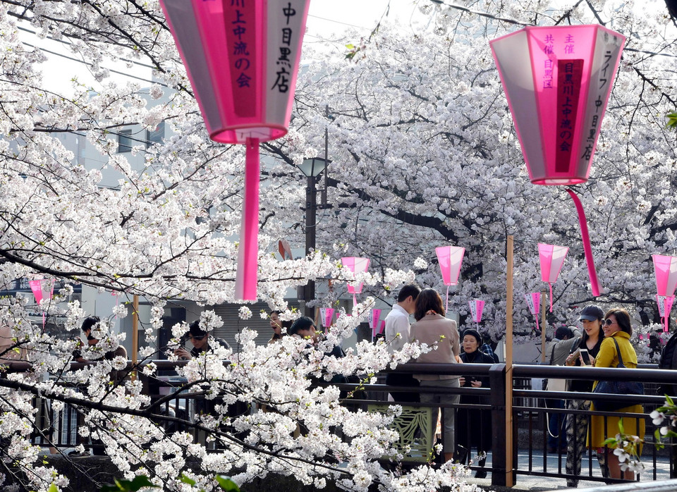 Nhiều du khách đến Nhật Bản trong thời điểm này để thưởng lãm hoa anh đào. (Nguồn: AFP/TTXVN)