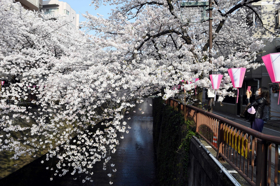  Hoa anh đào nở rộ tại Tokyo, Nhật Bản. (Nguồn: AFP/TTXVN)