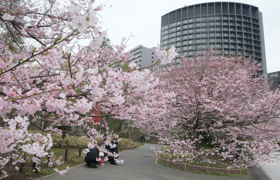  Hoa anh đào thường nở rộ vào những ngày cuối tháng 3, đầu tháng 4. (Nguồn: AFP/TTXVN)