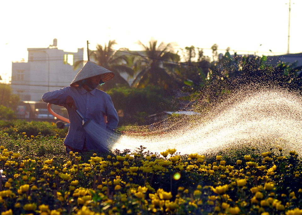 Nông dân trên địa bàn quận 12 đang tất bật chăm sóc để kịp cung ứng ra thị trường Tết năm nay. (Ảnh: Mạnh Linh/TTXVN)