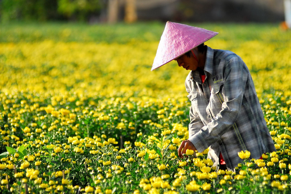 Nông dân trên địa bàn quận 12 đang tất bật chăm sóc để kịp cung ứng ra thị trường Tết năm nay. (Ảnh: Mạnh Linh/TTXVN)
