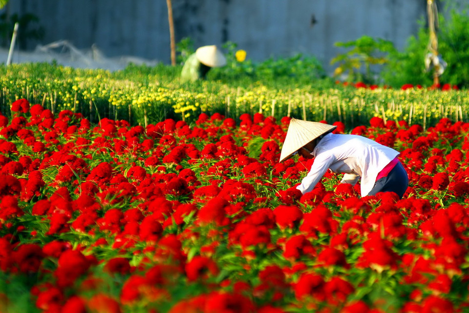 Nông dân trên địa bàn quận 12 đang tất bật chăm sóc để kịp cung ứng ra thị trường Tết năm nay. (Ảnh: Mạnh Linh/TTXVN)