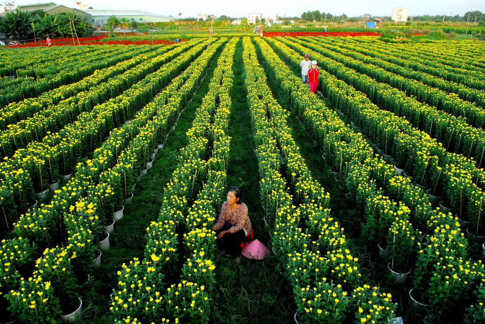 Nông dân trên địa bàn quận 12 đang tất bật chăm sóc để kịp cung ứng ra thị trường Tết năm nay. (Ảnh: Mạnh Linh/TTXVN)
