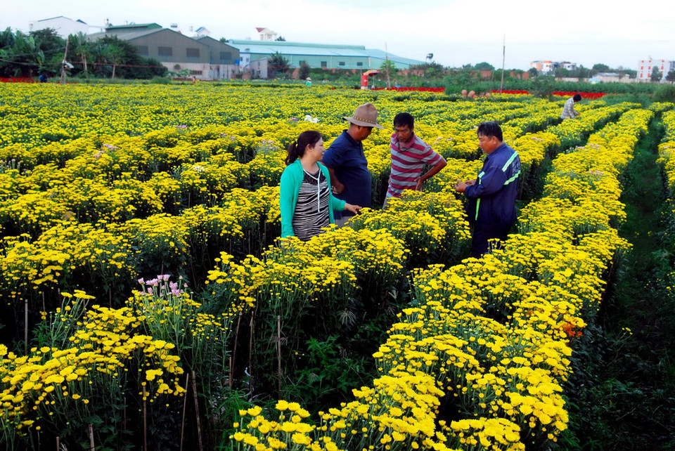 Nông dân trên địa bàn quận 12 đang tất bật chăm sóc để kịp cung ứng ra thị trường Tết năm nay. (Ảnh: Mạnh Linh/TTXVN)