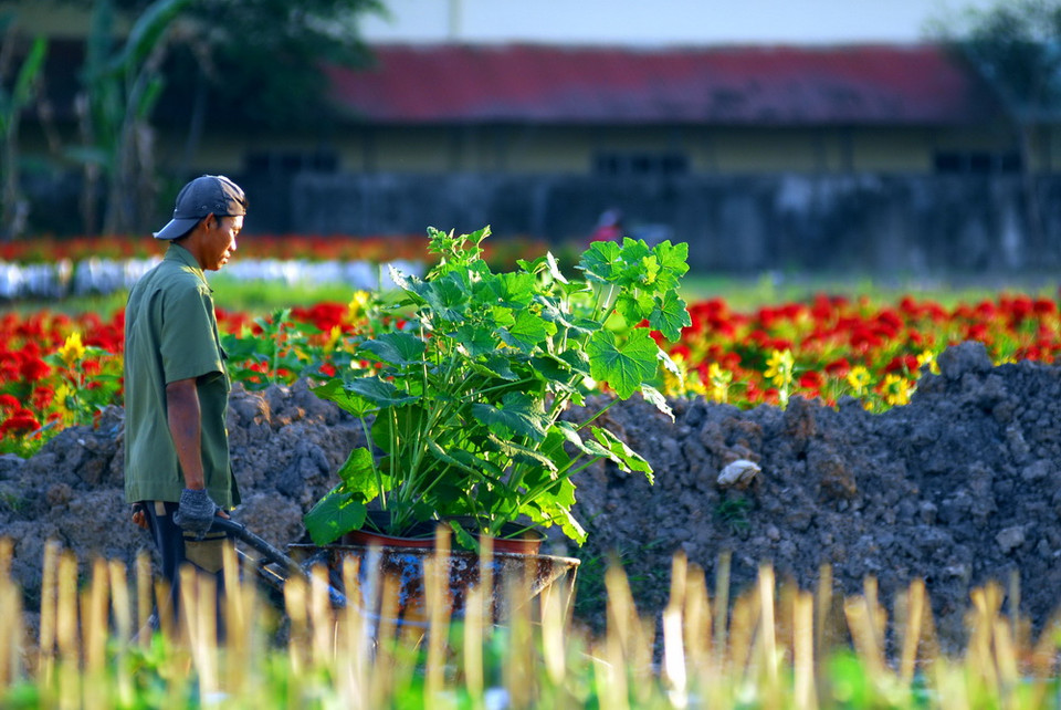 Nông dân trên địa bàn quận 12 đang tất bật chăm sóc để kịp cung ứng ra thị trường Tết năm nay. (Ảnh: Mạnh Linh/TTXVN)