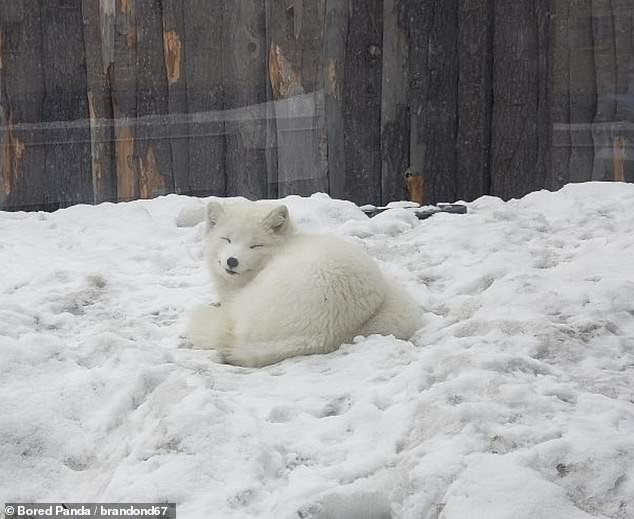 Một chú cáo Bắc Cực mỉm cười trước ống kính tại Quebec, Canada. (Nguồn: Daily Mail)