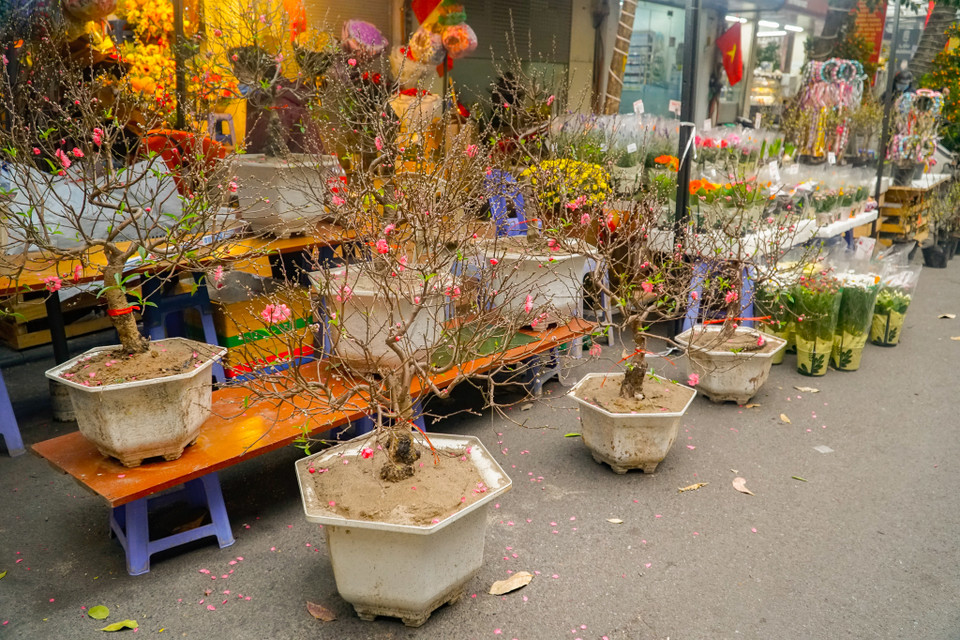Đặc điểm của chợ hoa Hàng Lược chỉ bán các loại đào nhỏ được chuyển về từ Nhật Tân, Phú Thượng. Các loại đào lớn tập trung tại chợ hoa đường Lạc Long Quân, hoặc các vườn đào ven sông Hồng. (Ảnh: Minh Hiếu/Vietnam+)