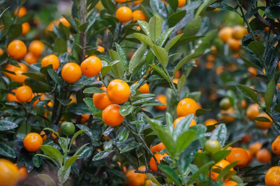 Quất được bày bán ở chợ khá đẹp, tươi về quả, xanh về lộc lá, có giá chỉ vài trăm ngàn, tùy cây. (Ảnh: Minh Hiếu/Vietnam+)