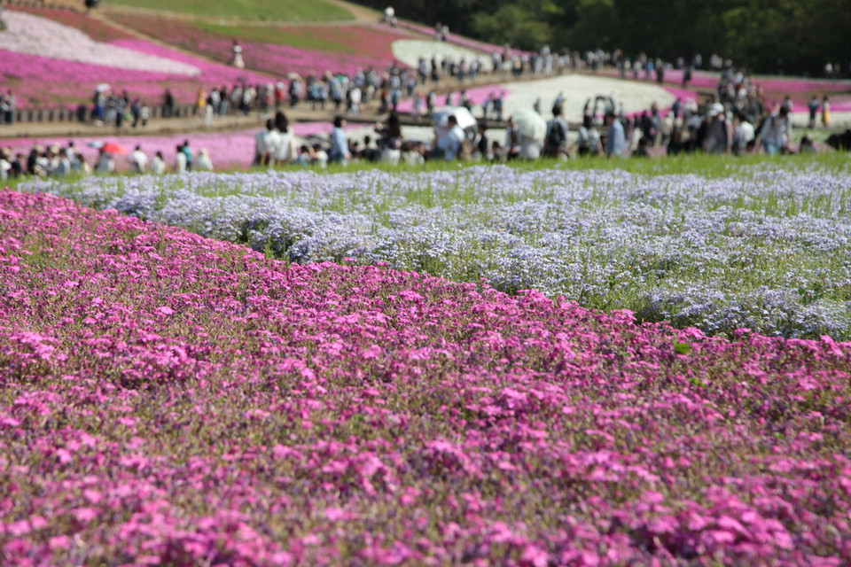 Thảm hoa Shibazaura. (Ảnh: Nguyễn Tuyến/Vietnam+)