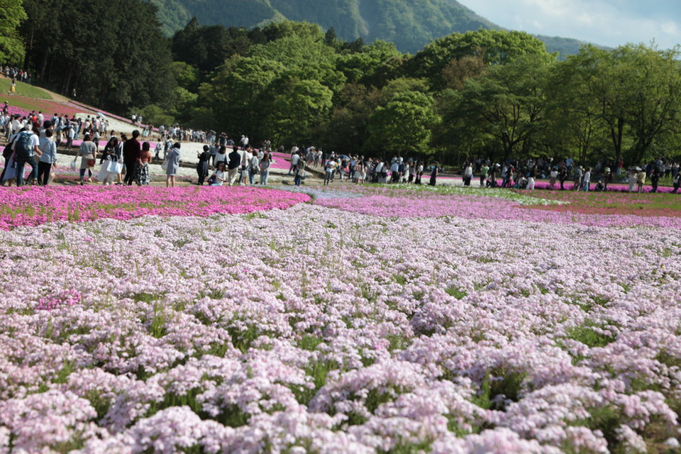 Thảm hoa Shibazaura đủ màu sắc. (Ảnh: Nguyễn Tuyến/Vietnam+)