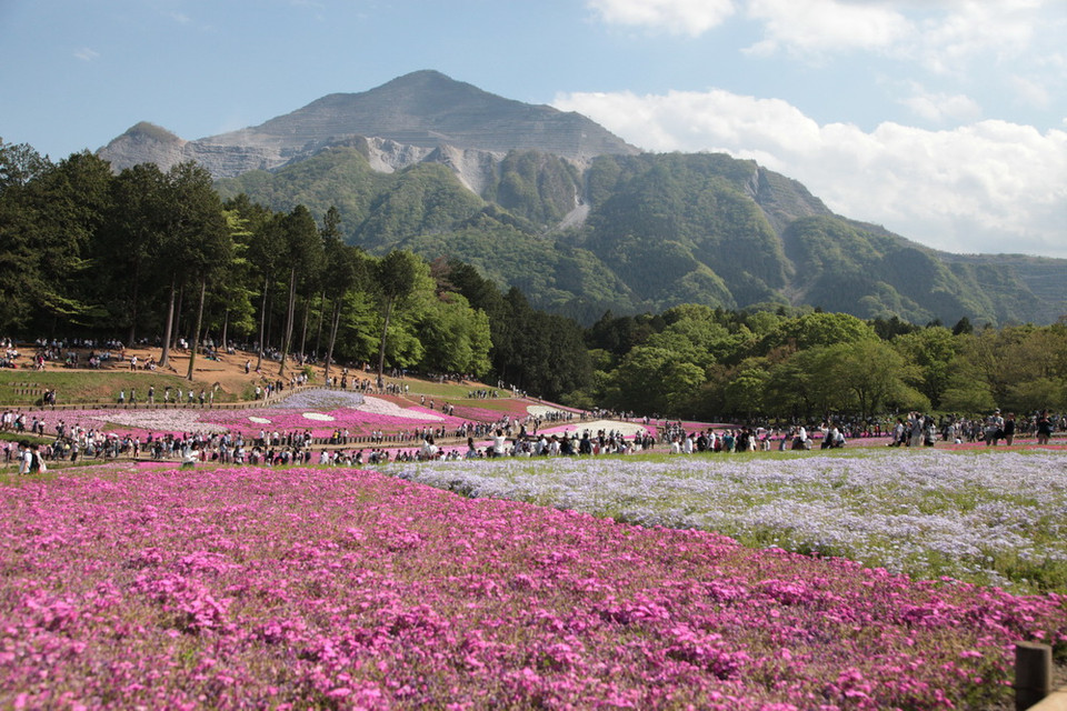 Thung lũng hoa Shibazakura bên dãy núi Buku hùng vĩ. (Ảnh: Nguyễn Tuyến/Vietnam+)