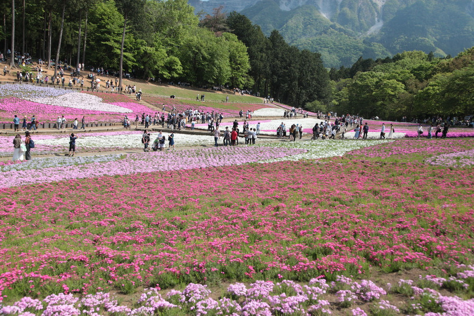 Công viên Hitsujiyma với hàng trăm nghìn cây Shibazakura nở hoa mỗi dịp Xuân về. (Ảnh: Nguyễn Tuyến/Vietnam+)