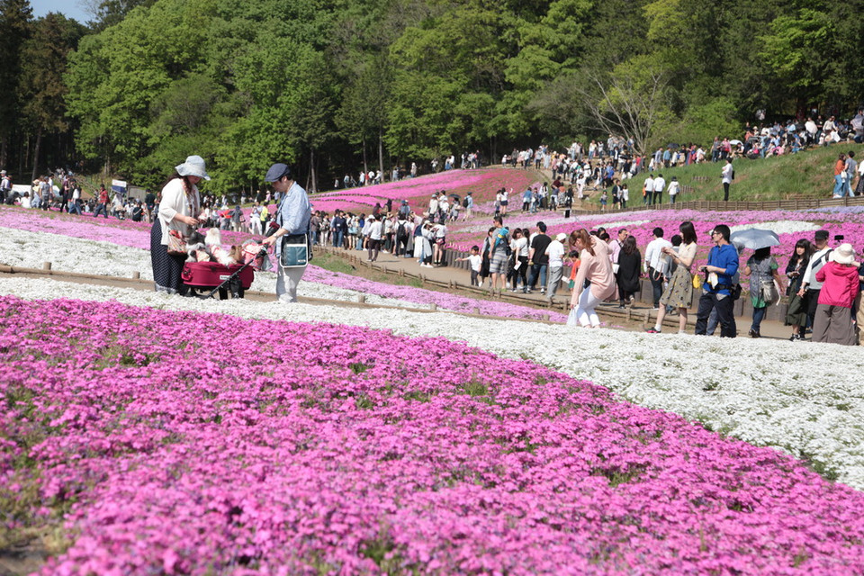 Hàng nghìn du khách đổ về thung lũng hoa Shibazakura. (Ảnh: Nguyễn Tuyến/Vietnam+)